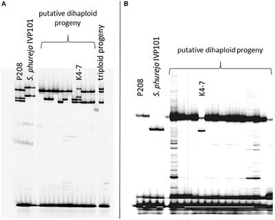 Maximization of Markers Linked in Coupling for Tetraploid Potatoes via Monoparental Haploids